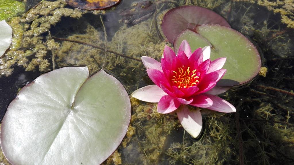 Seerose im Filterbecken