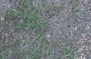 blog wiesenschnake