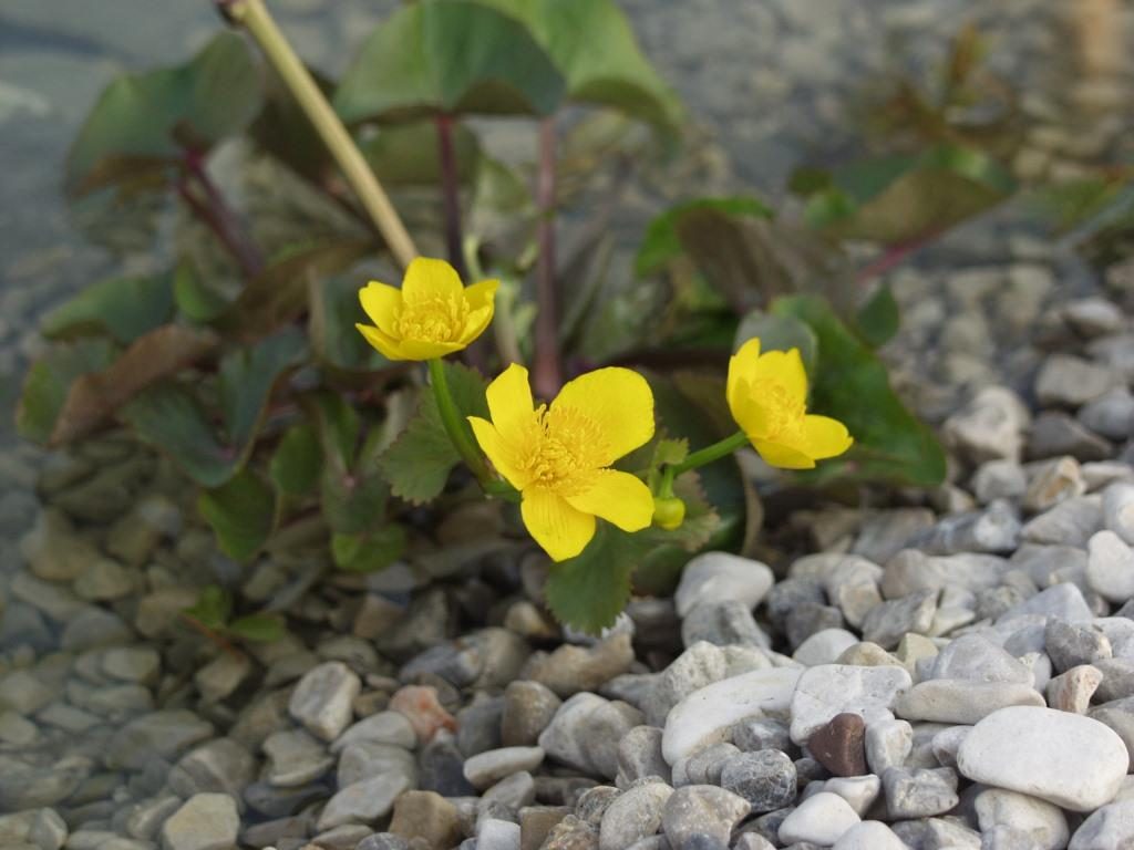 Natursteinmauer Pfaffstätten